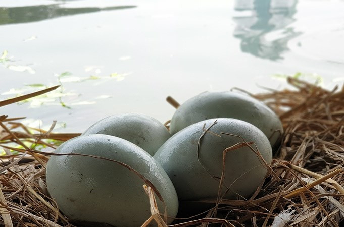 Công ty tiếp tục mang lên Thái Nguyên để ấp, đến nay nay đã được 35 ngày và cho kết quả khá khả quan.