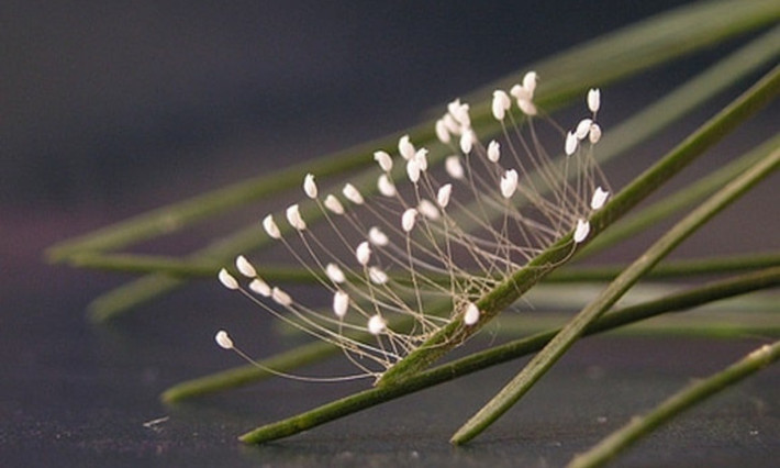 Năm 1997, những bông hoa ưu đàm đầu tiên được tìm thấy tại một ngôi chùa Phật giáo tại Hàn Quốc. Điều đáng chú ý là 24 bông hoa nhỏ bé lại mọc trên… ngực bức tượng đồng - vàng Phật Như Lai, mỗi bông chỉ dài hơn 0,2cm.