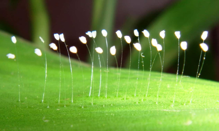 Thời điểm ấy, người ta đồn rằng đây chính là hoa Ưu Đàm Bà La Hoa – loài hoa trên tiên giới chỉ xuất hiện sau 3000 năm, bởi lẽ chúng mang hình dáng rất giống nhau. Vì vậy, những bông hoa kỳ lạ xuất hiện thu hút sự chú ý của hàng trăm người dân từ nhiều nơi tới để chiêm ngưỡng sự kiện hiếm hoi này.