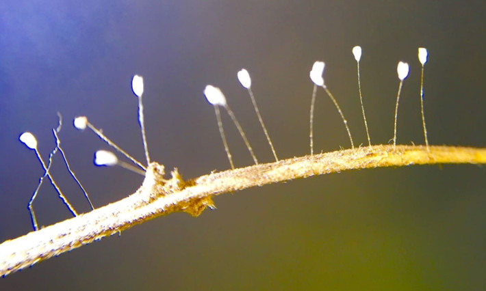 Theo kinh Phật ghi chép, “Ưu Đàm Bà La” (tức hoa ưu đàm) trong tiếng Phạn có nghĩa là một loài hoa mang đến điềm lành từ Thiên Đàng, chỉ khai nở 3.000 năm một lần và những người nghiên cứu kinh Phật trên khắp thế chưa ai tìm thấy tài liệu nào khẳng định loài hoa mà mọi người đang gọi là hoa Ưu Đàm là Ưu Đàm Bà La trong kinh Phật.