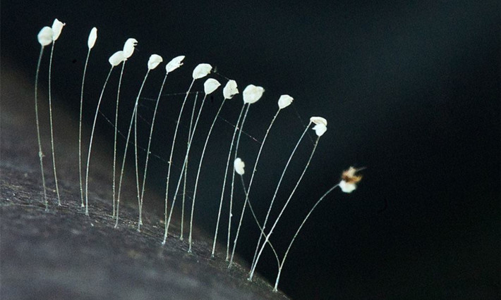 Lý do khiến cho người dân liên tục đồn đại rằng loại nấm này là hoa ưu đàm chẳng qua chỉ là do sự xuất hiện đặc biệt của chúng trên tượng Phật tại một số ngôi chùa.