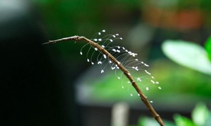 Sau đó, loài hoa này liên tục được phát hiện tại nhiều ngôi chùa tại các nước trên thế giới, trong đó có Việt Nam.
