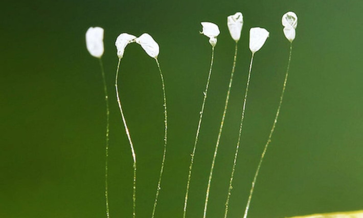 Theo đó, sau khi quan sát qua kính hiển vi có độ phóng đại lên 400 lần, loài hoa được cho là hoa ưu đàm này thực chất chỉ là sinh vật bậc thấp, chưa có cấu trúc mô. Nó thực chất là nấm nhầy, đến kì sinh sản, nó sẽ tạo ra các thể sinh sản mang bào tử, đến khi gặp điều kiện phù hợp thì sẽ sinh sôi nảy nở.