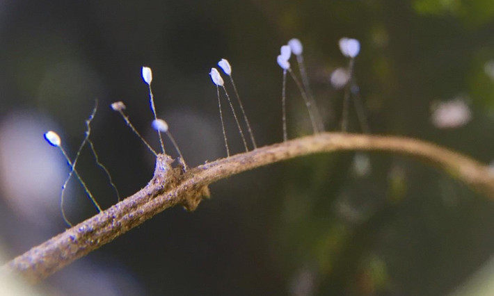 Trước hiện tượng một loài hoa khá quý hiếm, được ghi chép trong Kinh Phật lại mọc “nhan nhản” ở nhiều vị trí, tại khắp các nơi trên thế giới, các nhà khoa học đã đưa ra lời lý giải.