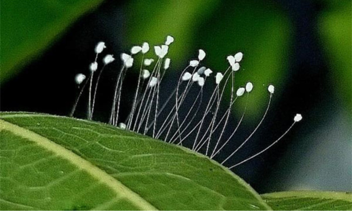 Những năm gần đây, không ít người dân xôn xao về một loại hoa màu trắng tinh khiết, nhỏ xíu, cánh mỏng manh xuất hiện trên những pho tượng lớn, thậm chí là tượng Phật tại nhiều ngôi chùa trên khắp thế giới. Người ta đồn thổi rằng, đây chính là Ưu Đàm Bà La Hoa cực kỳ quý, phải may mắn lắm mới có thể thấy hoa xuất hiện bởi 3.000 năm mới nở một lần.