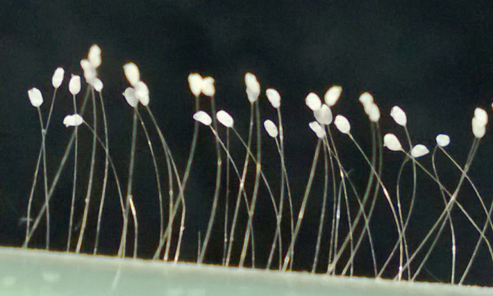 Các nhà khoa học khẳng định, đây làsinh vật bậc thấp có tính nhầy, hay được biết đến là nấm nhầy, thường phát triển trong điều kiện sinh thái ẩm ướt, trênkim loại đồng, đá, sắt, gỗ, thanh thép, lá cây, hoa quả,...