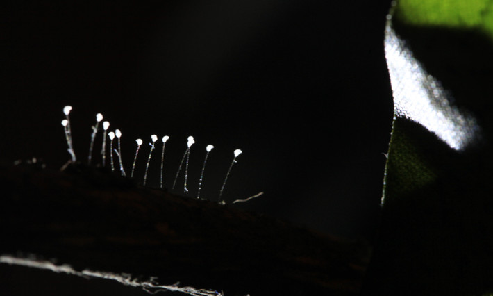 Thực chất, đây chỉ là một loài nấm dại thường phát triển dưới nhiều điều kiện môi trường và các chất liệu khác nhau như kim loại đồng, đá, sắt, gỗ, thanh thép, lá cây, hoa quả,…