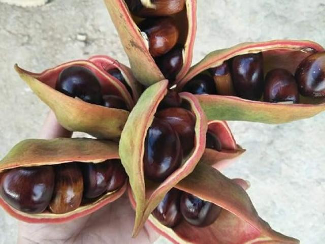 Người dân địa phương thường đợi lúc quả nở bung lớp vỏ ngoài, để lộ phần hạt bóng thẫm bên trong thì mới tiến hành thu hoạch vì lúc này là thời điểm hạt mề gà cho chất lượng ngon nhất. Ảnh: bizlive.