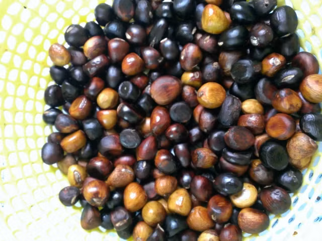 Bên cạnh đó, nhiều người còn cho rằng, ăn nhiều hạt mề gà có thể chữa được bệnh đau đầu. Ảnh: vatgia.