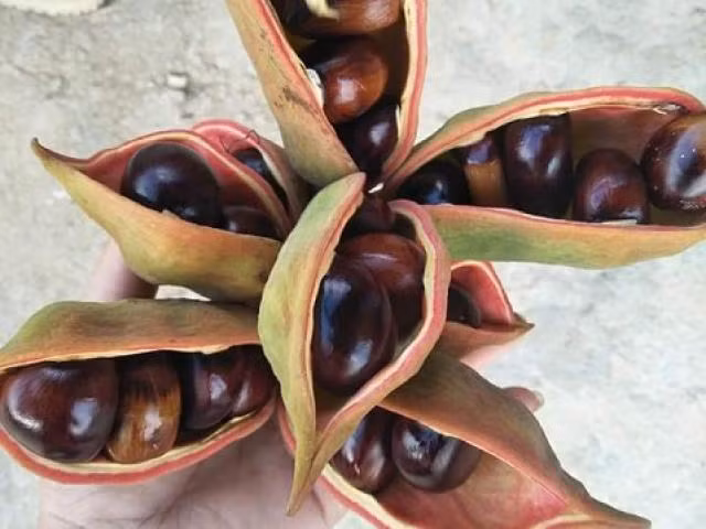 Người dân địa phương thường đợi lúc quả nở bung lớp vỏ ngoài, để lộ phần hạt bóng thẫm bên trong thì mới tiến hành thu hoạch vì lúc này là thời điểm hạt mề gà cho chất lượng ngon nhất. Ảnh: bizlive.