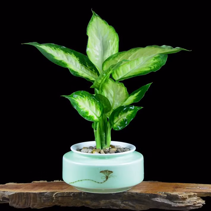 Cây này có tác dụng tráng vượng đối với phong thủy nhà ở, vì thế lá cây càng to thì càng tốt, đồng thời nếu luôn biết giữ cây luôn tươi xanh thì đó là điều cực kỳ tốt đẹp.