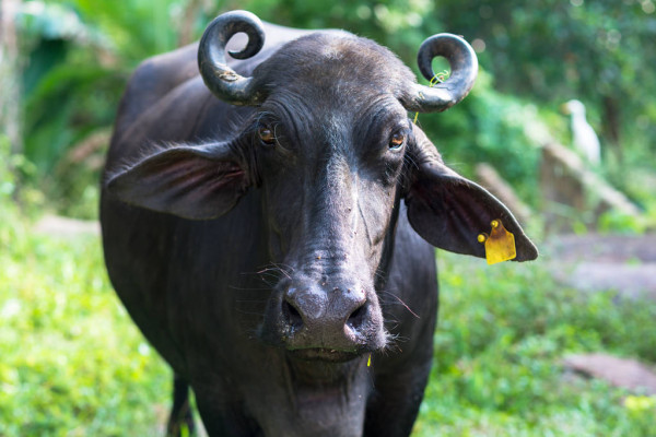 Cũng theo dự đoán cho 12 con giáp, tuổi Sửu tăng cường giao lưu, mở ra nhiều cơ hội việc làm mới. Tuy nhiên tài lộc chỉ ở mức trung bình, con giáp nên giảm bớt kỳ vọng và làm mọi việc một cách nghiêm túc.