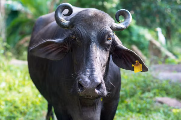 Cũng theo dự đoán cho 12 con giáp, tuổi Sửu tăng cường giao lưu, mở ra nhiều cơ hội việc làm mới. Tuy nhiên tài lộc chỉ ở mức trung bình, con giáp nên giảm bớt kỳ vọng và làm mọi việc một cách nghiêm túc.