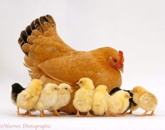  Tuổi Dậu: Dự đoán ngày mới cho tử vi 12 con giáp vui mừng khi thấy bạn đã đi đúng hướng, tài chính khởi sắc. Chuyện gì cũng cần có thời gian bồi đắp, nhất là tình ái. Đừng nóng vội với các dự án làm ăn lâu dài, tìm hiểu kĩ càng đối tác sẽ giúp bạn kiếm nhiều tiền hơn tưởng tượng. 