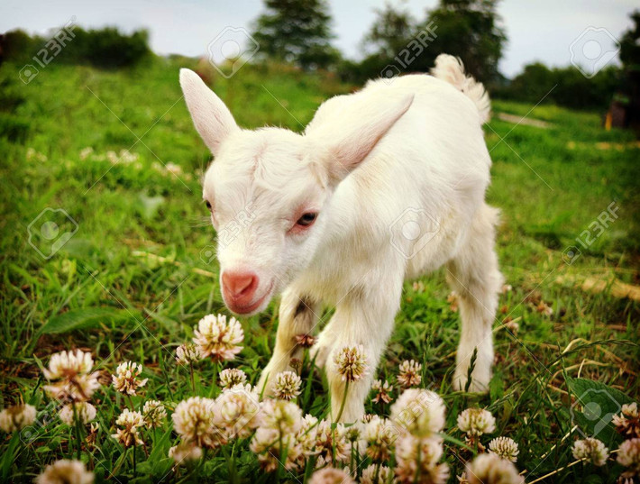  Tuổi Mùi: Bản thân bạn đang tự đặt ra cho mình quá nhiều áp lực, dù kinh tế viên mãn, công việc như ý. Tốt nhất, hãy rũ bỏ những ám ảnh trong quá khứ, chuyện yêu cũng cần có thời gian quên đi nỗi đau xưa. Nếu muốn, bạn hoàn toàn có thể dễ dàng thăng chức, tăng lương. 