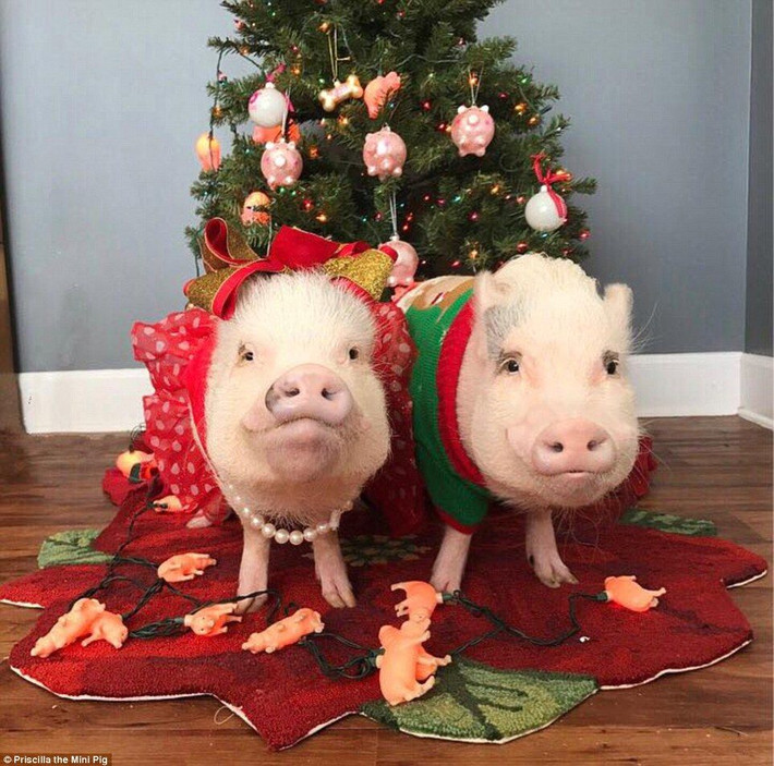  Tuổi Hợi: Dự đoán ngày mới cho 12 con giáp cảnh báo bạn nên làm ăn chân chính, không bị đồng tiền dắt mũi, hành động phi pháp. Tài chính là cái đích lâu dài nhưng không nên là tất cả, bên cạnh bạn còn có gia đình và người thương luôn sát cánh, chung vai. *Thông tin chỉ mang tính tham khảo, chiêm nghiệm