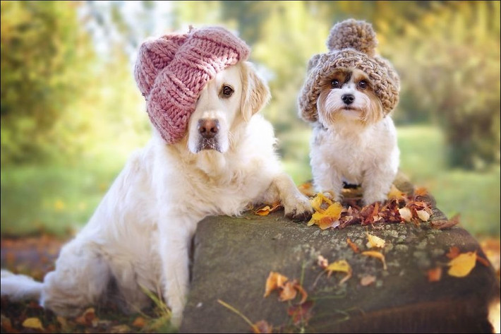  Tuổi Tuất: Dự đoán sẽ có tiểu nhân giăng bẫy, ủ mưu đánh úp nên bạn cần cảnh giác, hạn chế đầu tư khinh suất để tiền không bị hao hụt. Nếu nửa kia đòi hỏi danh phận, tử vi 12 con giáp cho rằng, bạn cần suy nghĩ kĩ càng, cả hai đã yêu nhau khá lâu rồi. 