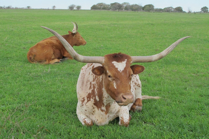  Tuổi Sửu: Tuyệt đối không được lười nhác, khống chế tốt cảm xúc của bản thân, nói ít làm nhiều là tôn chỉ dành cho tuổi Sửu trong 24 giờ tới. Bạn đang có nhiều lợi thế nhưng đừng phung phí trước khi bước vào trận chiến quyết định. Tuy vậy, cần mềm mỏng, nhẹ nhàng và lãng mạn hơn khi ở với gia đình, người thương, bạn chính là tuýp trong nóng ngoài lạnh nên đôi khi dễ khiến người khác hiểu nhầm.