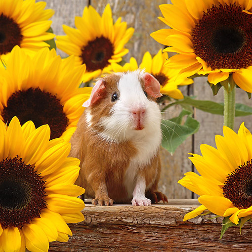 Tuổi Tý: Dự đoán ngày mới 13/6/2020 cho 12 con giáp nhận thấy hôm nay bạn bận yêu hơn là tập trung cho công việc. Đừng tham lam quá đà, mọi chuyện sẽ đâu vào đấy, dù ở chỗ làm bạn rất lười biếng nhưng tiền vẫn tự “rơi vào túi”. Dù vậy, cần tích cực sáng tạo và năng động, hoạt bát hơn.