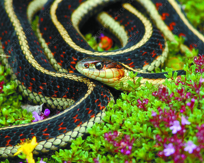 Tuổi Tỵ: Đừng dành thời gian cho kẻ không xứng đáng, đầu tư vào trang phục quần áo, thay đổi 100% là lời khuyên của dự đoán ngày mới cho 12 con giáp. Chú ý sức khỏe, công việc và kinh tế chỉ vừa tầm nên chi tiêu cần hạn chế.