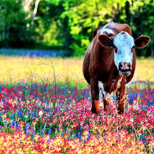 Tuổi Sửu: Vận may đang tăng lên giúp bạn hoàn thành mọi nhiệm vụ cấp trên giao phó. Mâu thuẫn với nửa kia sẽ được giải quyết triệt để, giúp cả 2 đắm chìm trong tình ái. Tử vi 12 con giáp cho rằng, hãy cứ làm việc tối đa, chắc chắn bạn sẽ kiếm bộn với nhiều cách làm ăn hiệu quả.