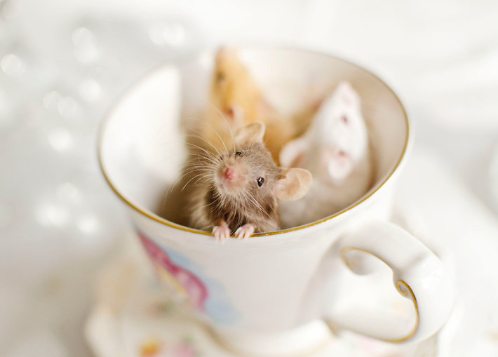  Tuổi Tý: Dự đoán ngày mới 15/5/2020 cho 12 con giáp vui mừng khi thấy bạn sẽ có 24 giờ viên mãn, tình tiền tài đều thắng lợi và khiến nhiều người ghen tị, khó chịu. Cẩn thận kẻ xấu rình mò hãm hại và tỉnh táo chọn lựa người yêu phù hợp. Dù sao, tiền rất quan trọng nhưng không phải là tất cả, bạn cần tri kỷ chân tình. 