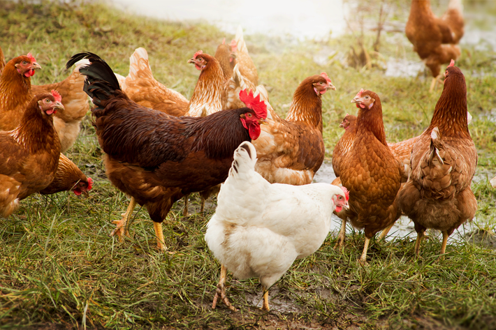  Tuổi Dậu: Dự đoán ngày mới tử vi 12 con giáp bất ngờ vì hôm nay bạn là người nhận được lời cầu hôn tuyệt vời. Bạn nhận được sự góp ý hữu ích của tiền bối/cộng sự, làm việc xuất sắc nên dễ dàng gặt hái được thành công. 