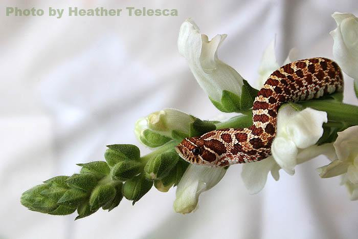  Tuổi Tỵ: Bạn luôn khao khát tìm kiếm, học hỏi và mở mang tri thức. Hôm nay rất viên mãn vì bạn được người thương gật đầu đồng ý với lời tỏ tình, công việc thuận lợi, thu nhập thăng hoa. Tất cả có lẽ là bởi bạn đã tìm tòi và ứng dụng lý thuyết vào thực tế thành công. 