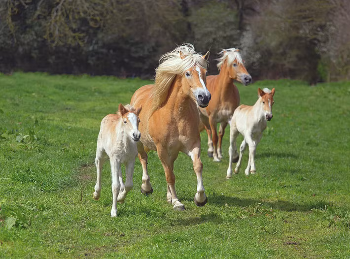  Tuổi Ngọ: Dự đoán ngày mới tử vi 12 con giáp vui mừng vì bạn khắc chế được mọi điều bất thuận bằng sự kiên trì và sáng tạo. Vận thế thay đổi, sự nghiệp viên mãn, tài chính bùng nổ, chỉ duy nhất tình ái là điểm trừ do bạn chưa biết cách tìm ra chìa khóa đi vào trái tim người ấy. 