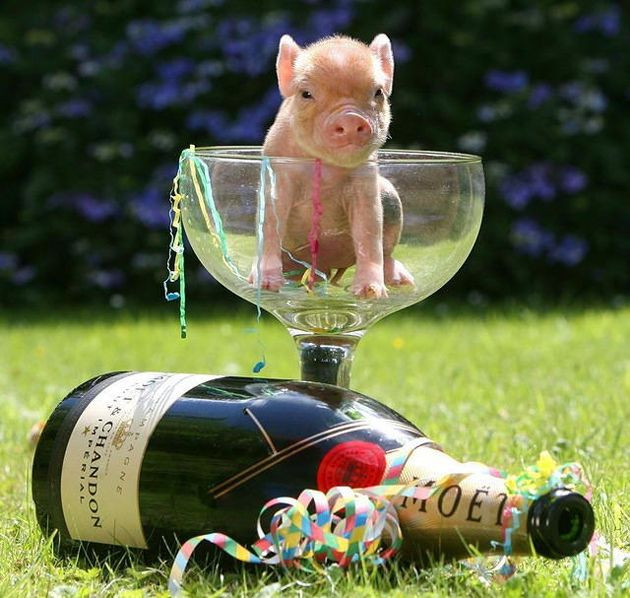  Tuổi Hợi: Dự đoán ngày mới cho 12 con giáp nhận thấy, bạn sẽ có 24 giờ vui vẻ hạnh phúc bên nửa kia. Sự tin yêu vô bờ bến giúp họ tiếp lửa trong mọi hành động. Đừng hưng phấn mà đầu tư quá đà, chi tiêu quá hạn mức và chú ý tập trung nâng cao sức khỏe. *Thông tin trong bài chỉ mang tính tham khảo, chiêm nghiệm