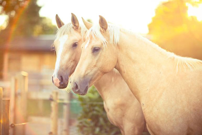  Tuổi Ngọ: Con giáp này sẽ có một ngày hết mình vì công việc, mạnh mẽ làm chủ tình thế tốt nên dù tài chính có hao hụt nhưng bạn vẫn kiếm lại gấp 5, gấp 10. May mắn là họ luôn có gia đình và người thương kề bên trong mọi hoàn cảnh. 