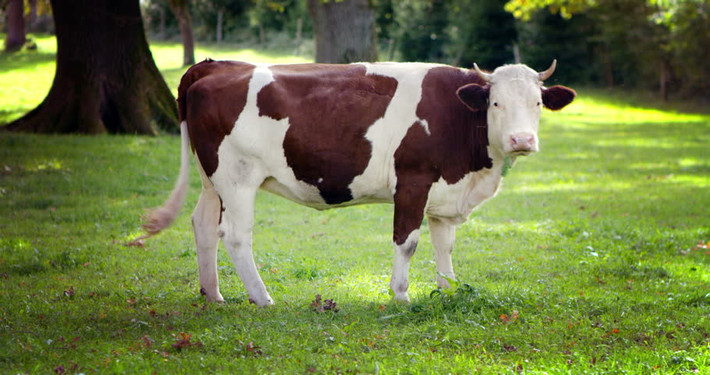  Tuổi Sửu: Tử vi 12 con giáp e rằng, bạn sẽ gặp rất nhiều rắc rối và thiệt hại trong sự nghiệp lẫn kinh tế. Đừng giận cá chém thớt, nửa kia chính là thần tài giúp bạn vượt qua khó khăn. 