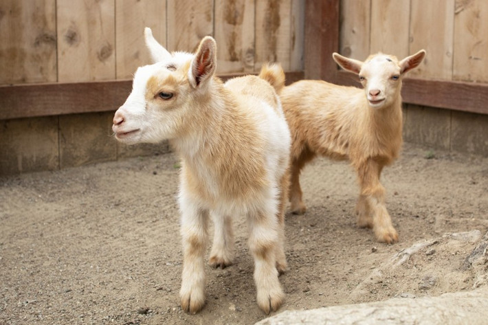  Tuổi Mùi: Con giáp này nên học cách nói ít làm nhiều, đề phòng chuẩn bị sẵn sàng khi làm ăn mạo hiểm. Đi công tác sẽ đem lại cho bạn thu nhập dồi dào nhưng phải xa gia đình, người thương nên hãy cân nhắc. 