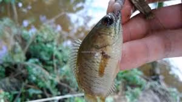  Cá hoang dã. Nhiều người quan niệm cá sống ở môi trường tự nhiên thơm ngon, đậm thịt và “lành” hơn cá nuôi. Thực tế, cá tự nhiên tiềm ẩn nguy cơ không an toàn cho sức khỏe.