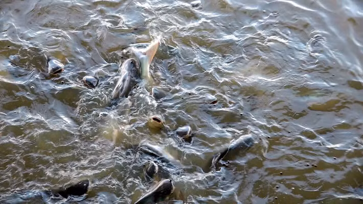 Bên cạnh đó, cá hoang dã còn có thể ăn một số loại tảo hoặc thực vật thủy sinh chứa ký sinh trùng gây hại.