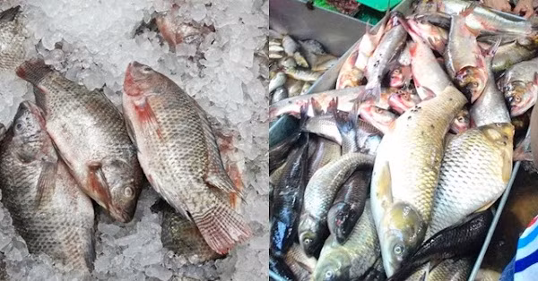 Cá ươn thường bán với giá rẻ song tốt nhất không nên mua. Do chết từ lâu nên các chất trong chúng biến đổi, hao hụt dinh dưỡng. Bất chấp ăn vào có thể làm tăng gánh nặng cho gan, ảnh hưởng sức khỏe tổng thể.