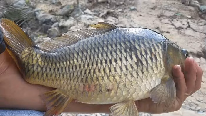 Trong môi trường tự nhiên, cá khó có thể tránh khỏi việc nhiễm các hạt nhựa, kim loại nặng hay hóa chất độc hại. Kim loại nặng rất khó đào thải khỏi cơ thể, khiến thịt cá chứa độc tố gây hại. Ăn nhiều cá chứa kim loại nặng lâu ngày sẽ ảnh hưởng đến dạ dày, nhiễm độc.