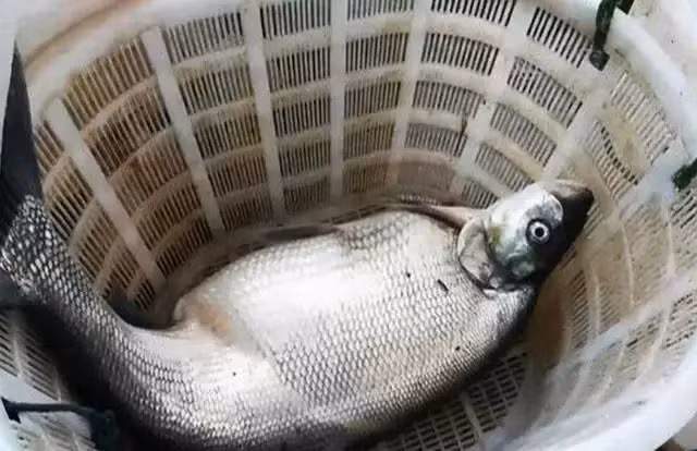  Cá ươn. Đi chợ hải sản, bạn sẽ bắt gặp nhiều quầy hàng bán cá đã chết. Chủ sạp thường giới thiệu chúng vẫn còn tươi song bạn có thể nhận diện chúng qua kích cỡ không đều, vảy nhiều đốm, một vài bộ phận biến dạng khác thường.