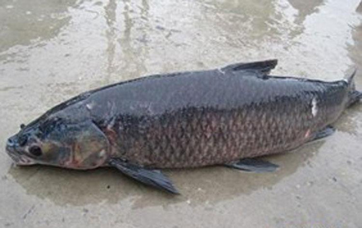 Cá có kích cỡ lớn. Những chú cá siêu to nhìn ngon mắt song ăn nhiều không có lợi. So với lứa cá trưởng thành, hương vị của cá khủng kém xa. Các nhà khoa học cũng tiết lộ, việc sinh sống quá lâu dưới nguồn nước ô nhiễm khiến hầu hết loại cá này tích tụ nhiều độc tố bên trong.