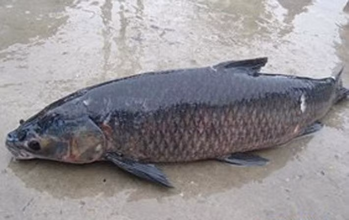 Cá có kích cỡ lớn. Những chú cá siêu to nhìn ngon mắt song ăn nhiều không có lợi. So với lứa cá trưởng thành, hương vị của cá khủng kém xa. Các nhà khoa học cũng tiết lộ, việc sinh sống quá lâu dưới nguồn nước ô nhiễm khiến hầu hết loại cá này tích tụ nhiều độc tố bên trong.