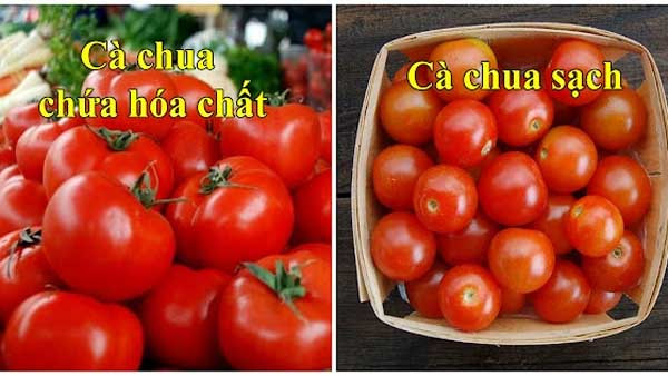 Cà chua “tẩm” hóa chất bảo quản lâu ngày thường không còn cuống. Cà chua sạch thường có cuống, độ cứng vừa phải, đôi khi có đốm xanh chưa chín hẳn.