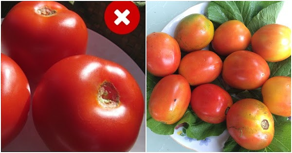 Để chọn được cà chua sạch, bạn nên chú ý màu sắc bên ngoài. Cà chua sạch thường chín không đều do sự chênh lệch ánh sáng, phần nào tiếp xúc với ánh sáng nhiều hơn phần đó chín trước. Trong khi đó, cà chua phun hóa chất thường có màu đỏ đẹp mắt, chín đều, căng mọng.