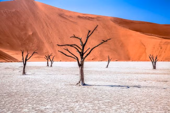 Deadvlei, là một vùng đồng bằng được bao quanh bởi những cồn cát đỏ trong sa mạc Namib. Do sự dịch chuyển của cồn cát và biến đổi khí hậu, các cây ở đây đều không có lá, chúng khoảng 900 năm tuổi. Sự kết hợp của các đụn cát đỏ cao và các cây không lá tạo nên cảm giác đây là không gian siêu thực. Nguồn: Guiyomont/Getty Image.