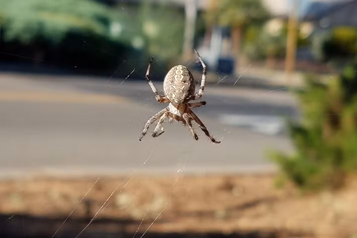 Các nhà khoa học đã thực hiện khoảng 155 thử nghiệm giao phối thành công trên loài nhện này. Họ đã chụp ảnh bằng máy ảnh tốc độ 1.500 hình/giây. Kết quả cho thấy, sau lần giao phối đầu tiên, 97% con đực đều sống sót. Nguồn: CountyNewsCenter.