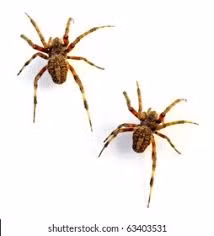 Nhện thợ dệt quả cầu là loài động vật duy nhất được biết đến sử dụng kỹ thuật này như một biện pháp bảo vệ chống lại việc ăn thịt đồng loại, nhằm đảm bảo an toàn để chúng có thể sống sót, trong khi các loài khác dùng cơ chế này để săn mồi. Nguồn: Shutterstock.