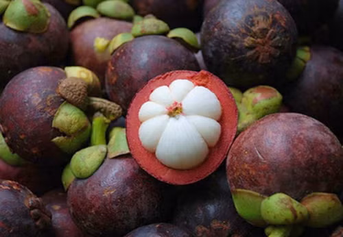 Mặc dù chứa nhiều dinh dưỡng nhưng măng cụt cũng có chứa chất xanthone có thể phát huy tác dụng và gây ngộ độc. Ảnh: nongsandungha.