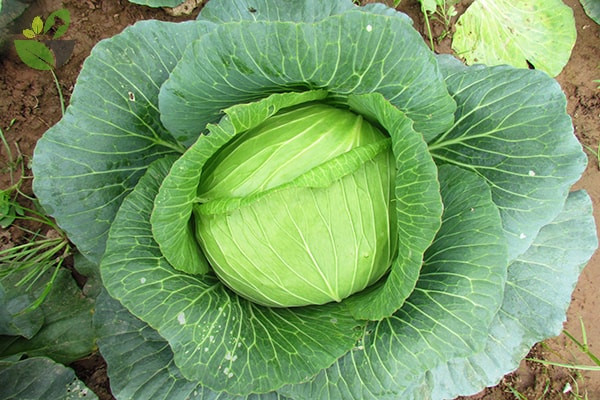 Bắp cải là loại rau nhiều thuốc trừ sâu đầu bảng. Trước hết, nó thu hút côn trùng hơn các loại rau khác, vì vậy để ngăn ngừa côn trùng gây hại, thuốc trừ sâu về cơ bản được phun mỗi tuần.