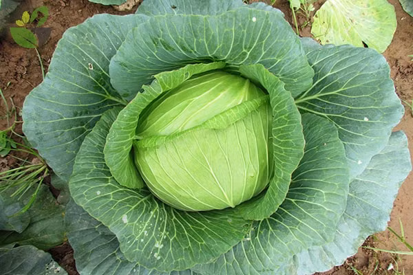 Bắp cải là loại rau nhiều thuốc trừ sâu đầu bảng. Trước hết, nó thu hút côn trùng hơn các loại rau khác, vì vậy để ngăn ngừa côn trùng gây hại, thuốc trừ sâu về cơ bản được phun mỗi tuần.