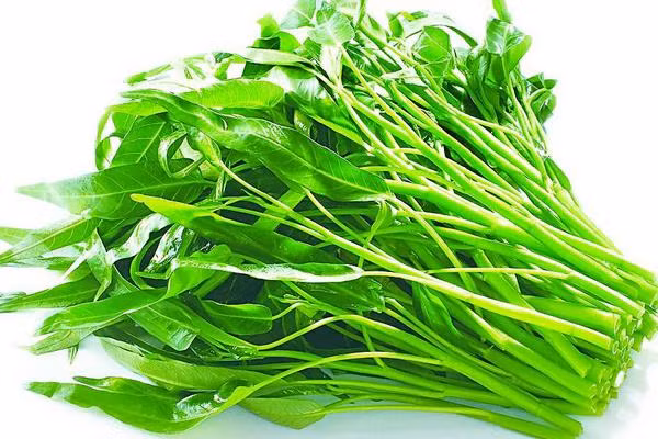 Khi rau muống thu hoạch, người ta thường hái phần non nhất. Sau đó phun thuốc trừ sâu sẽ khiến thuốc lỏng chảy vào trong ống rau đang rỗng. Nếu số lượng thuốc sâu tích trữ lại lớn, có thể gây nguy hiểm cho người sử dụng.