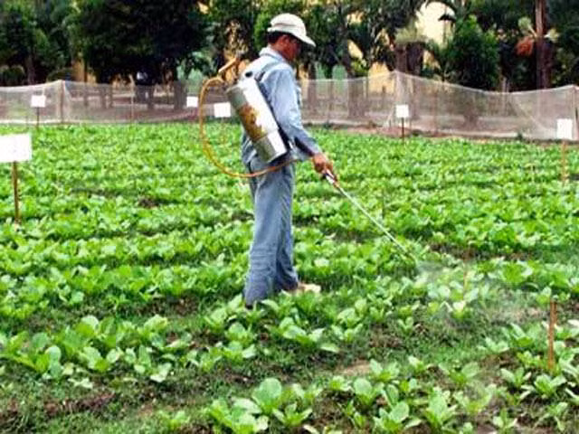 Một số loại rau nhiều thuốc sâu hơn các loại khác. Nguyên nhân đầu tiên là các loại rau này lá có sâu bệnh nghiêm trọng hơn. Thứ hai chu kỳ sinh trưởng ngắn, thuốc trừ sâu chưa kịp phân hủy rau đã được đưa đến tay người tiêu dùng.